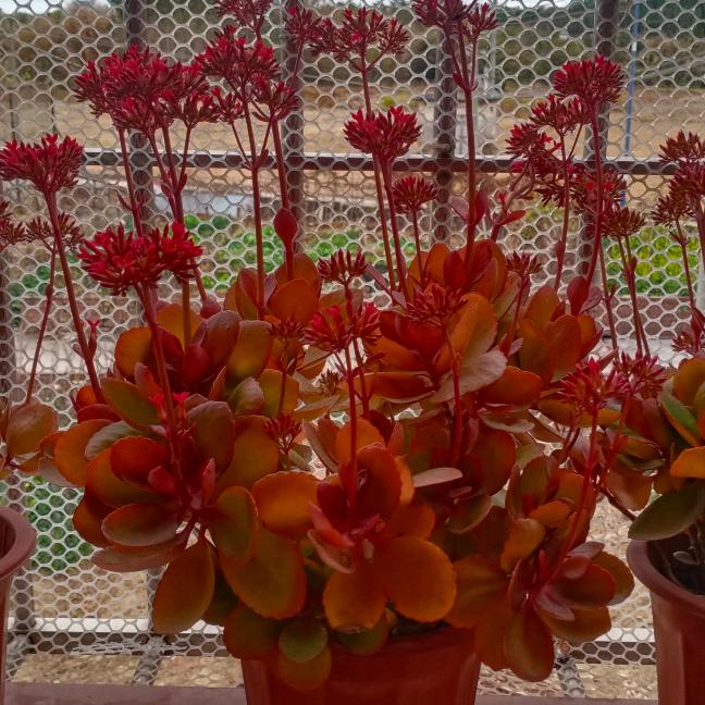 不会👉飞👈的娥