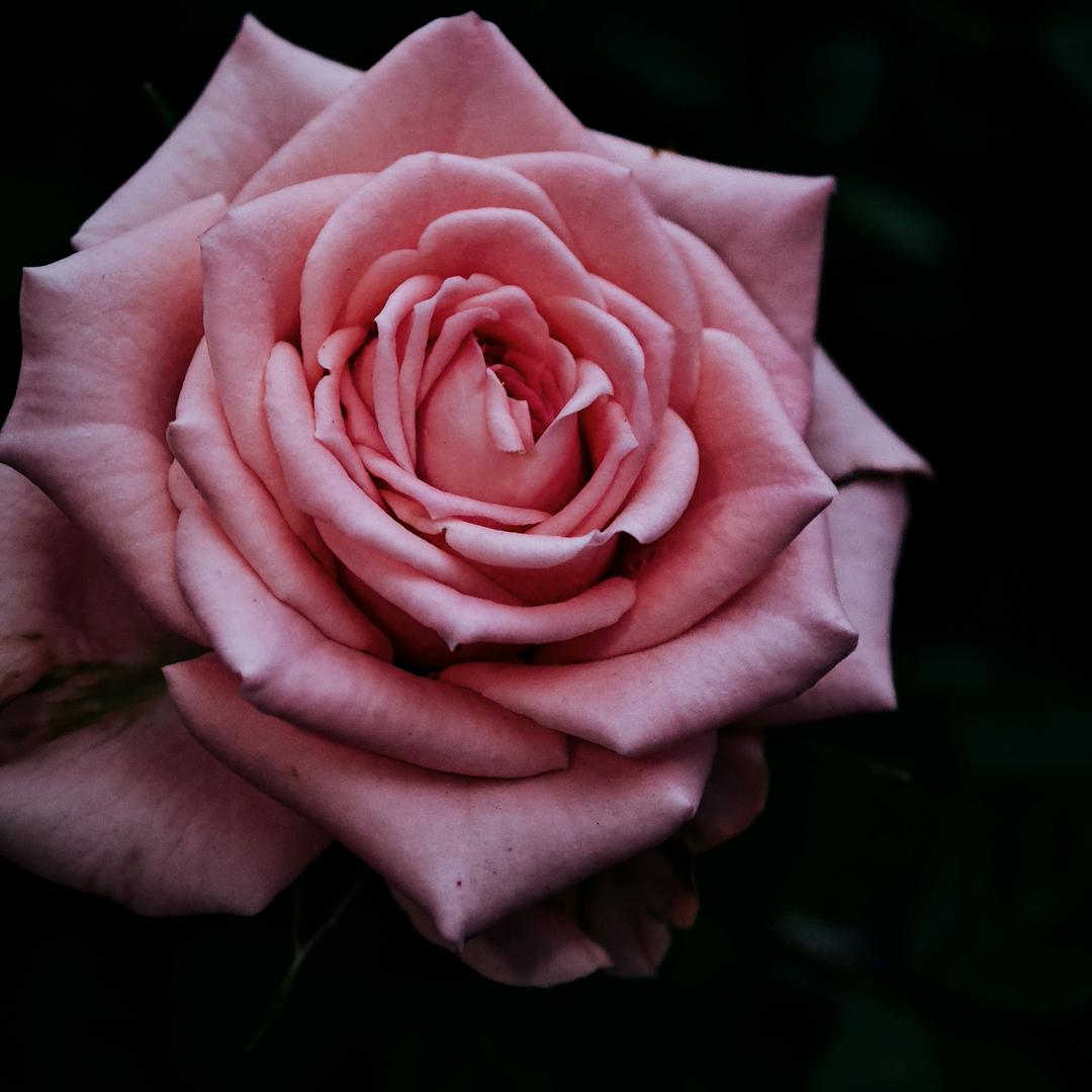 我是一朵花