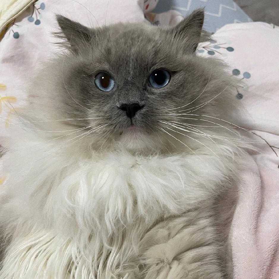 要开心(●—●)