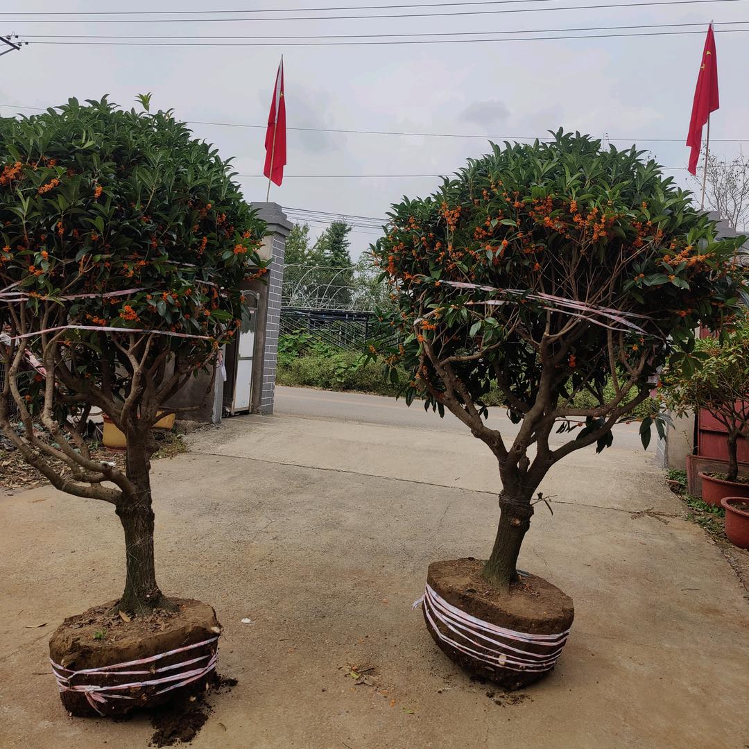 小院桂花