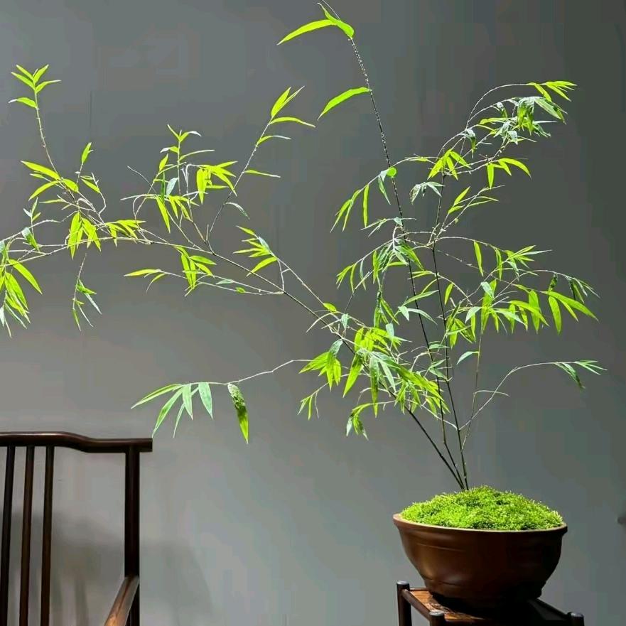 一路生花头像