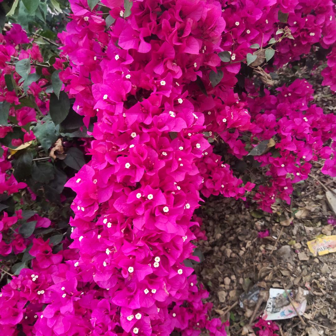 关于一切的开心