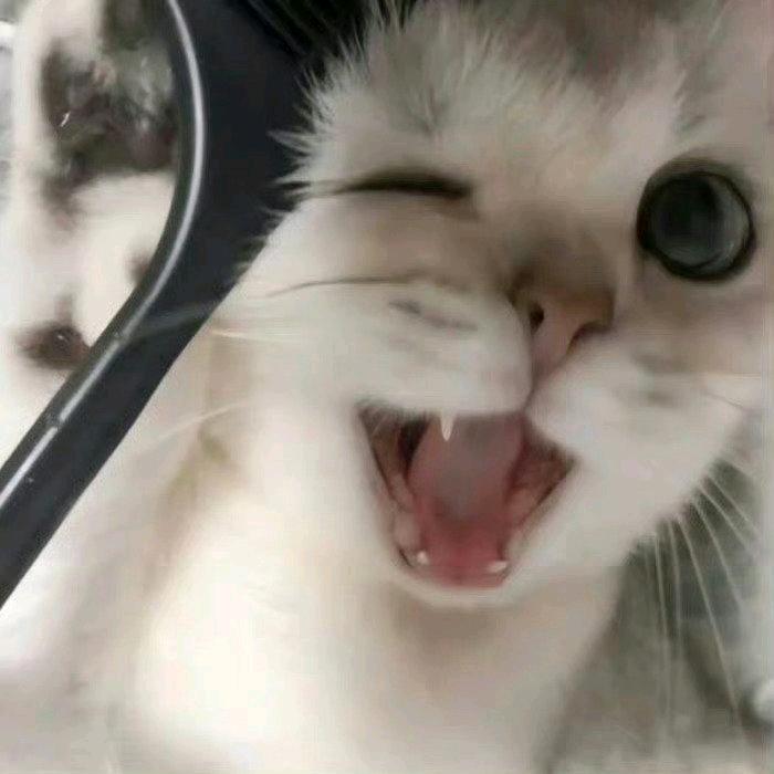 momo！