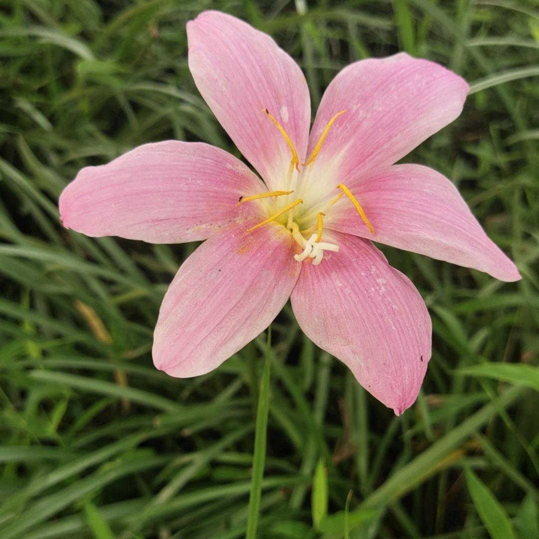 幸福像花🌸儿一样