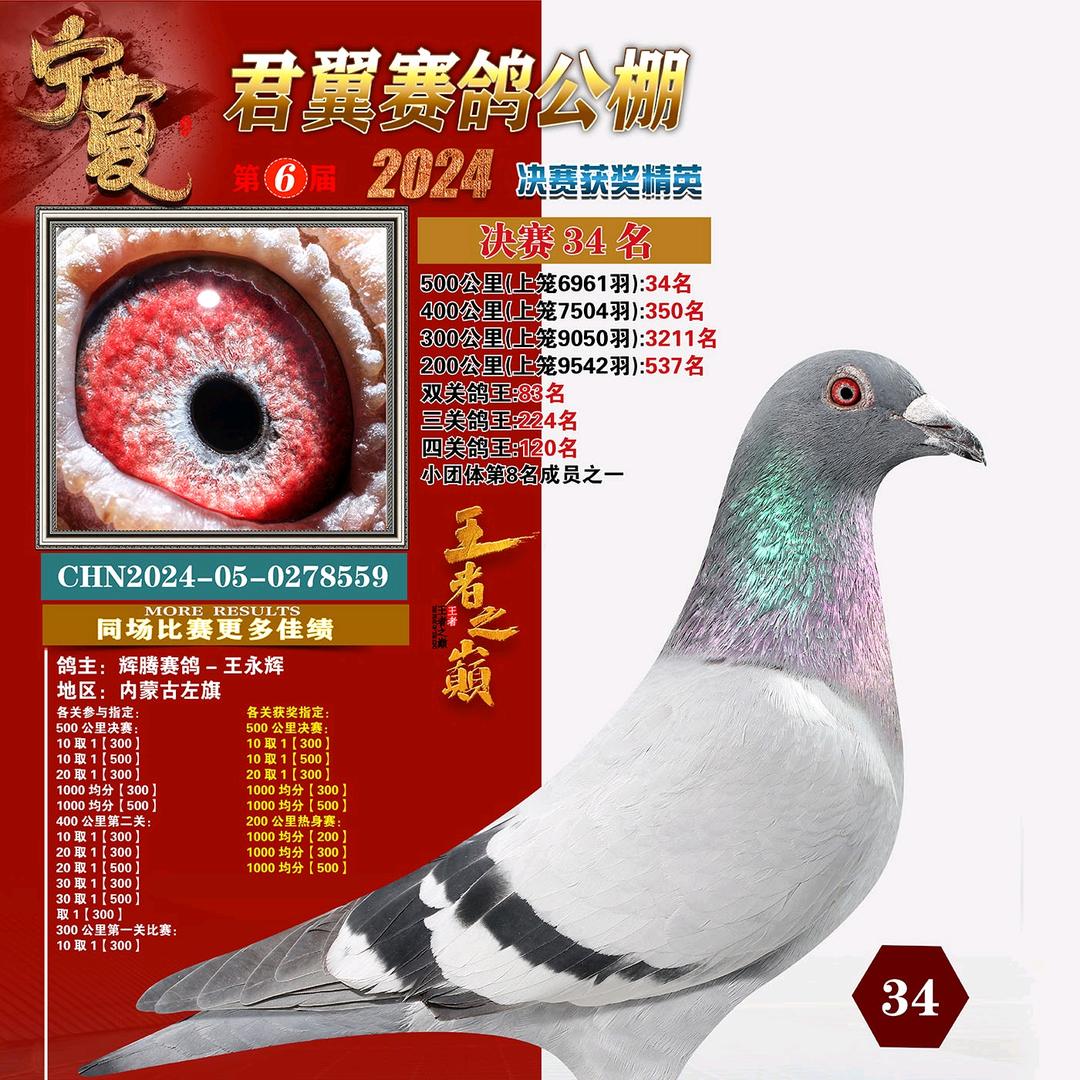 辉腾赛鸽-王永辉
