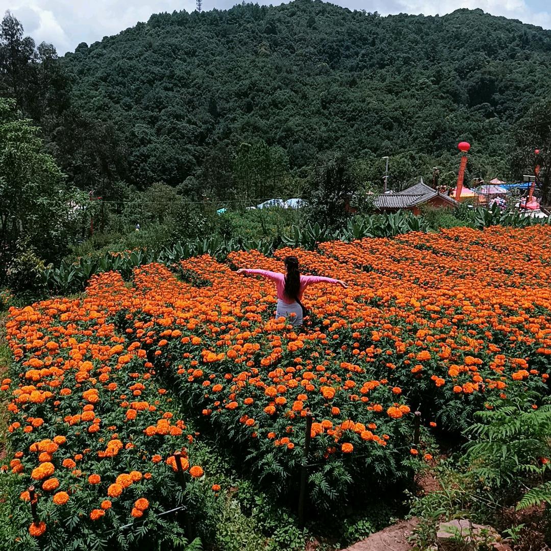 梨花带雨，心已凉