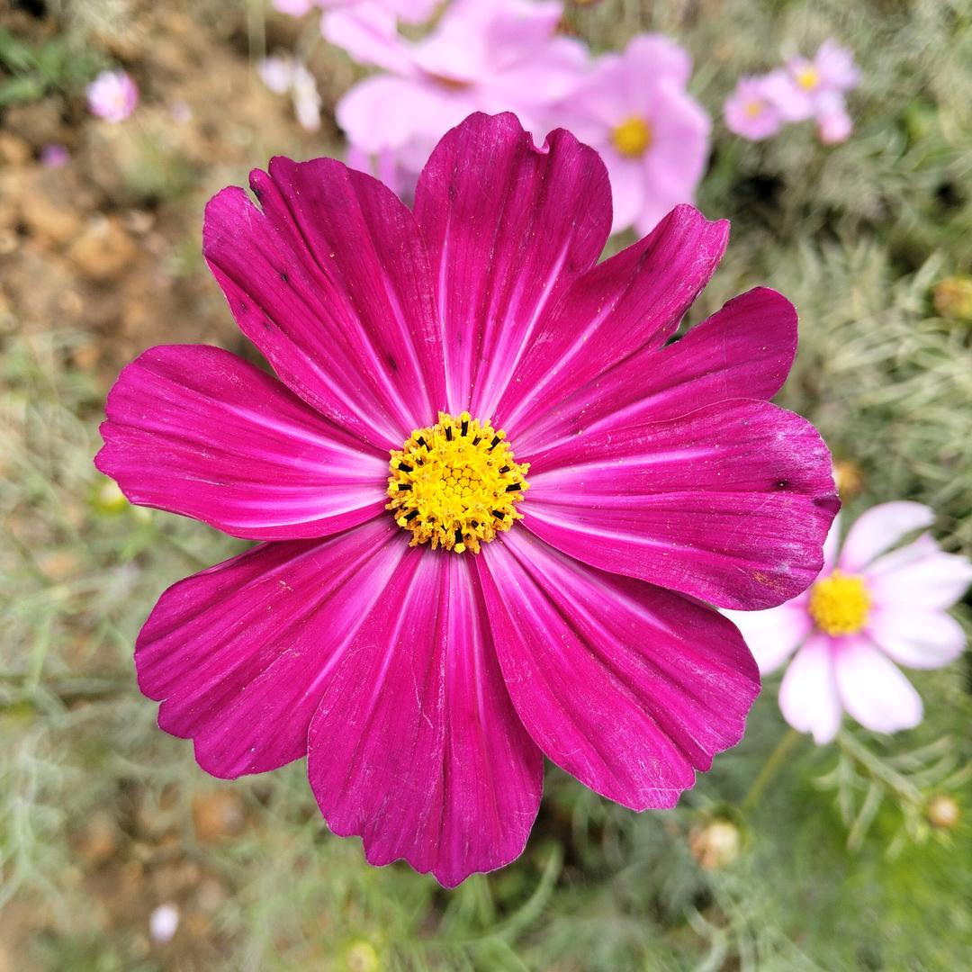 小慧