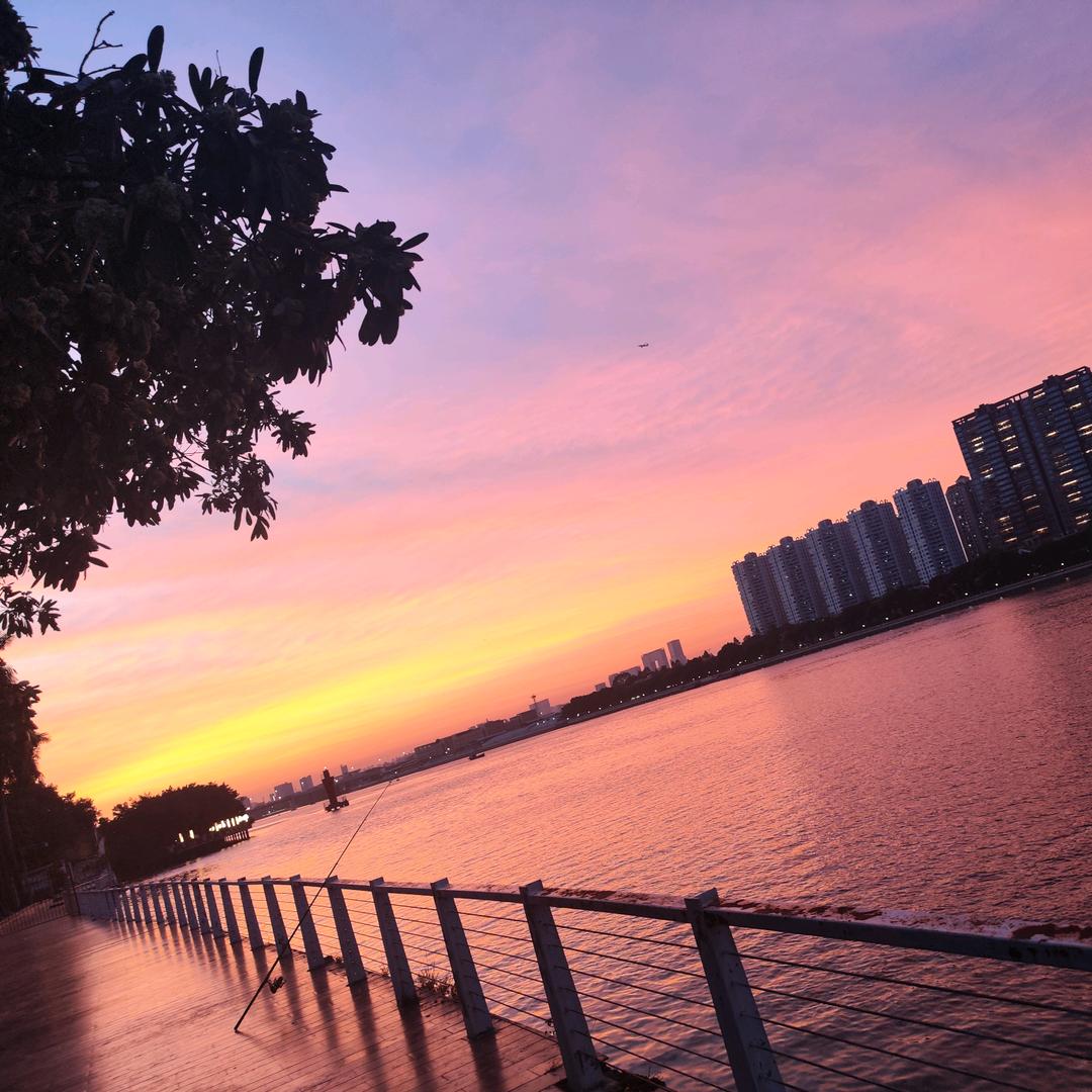 心里有棵枇杷树