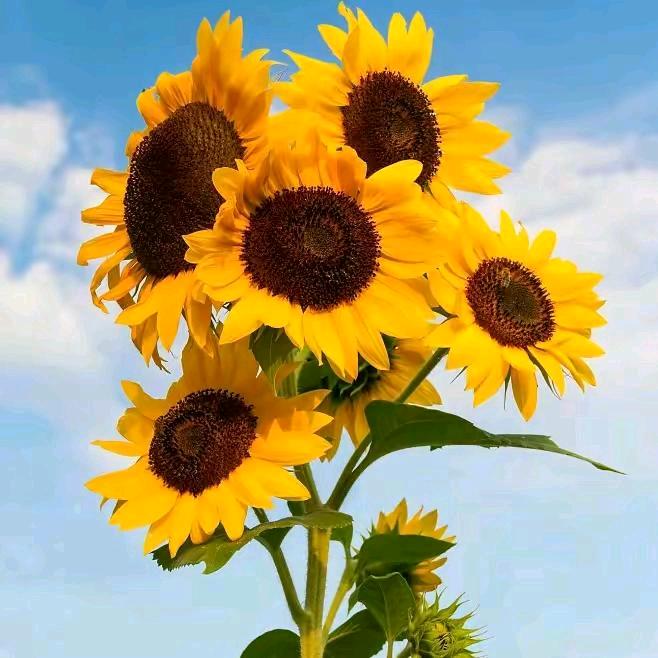 🌷文青🌻