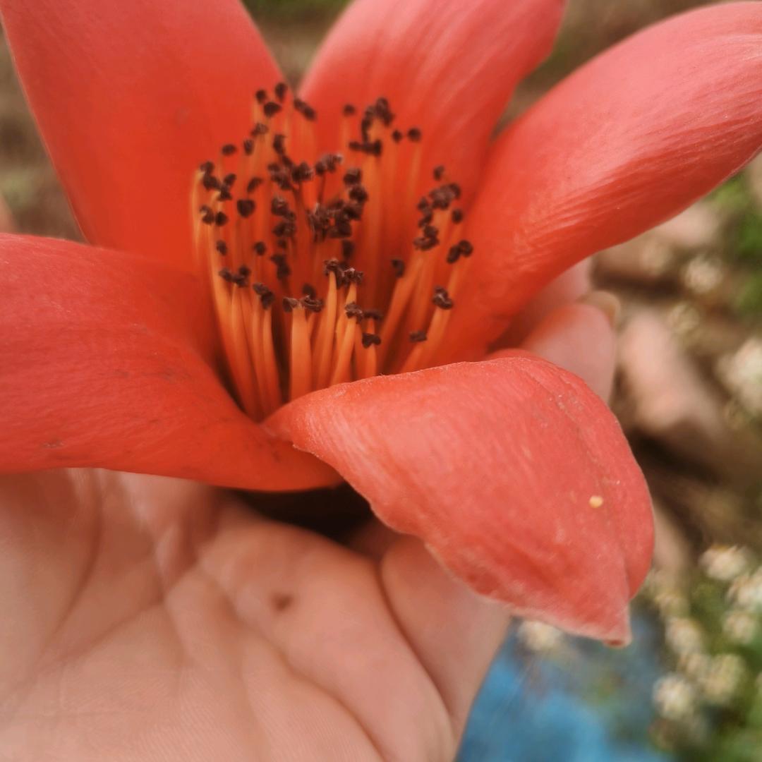 蜂花随缘蜜随意愿