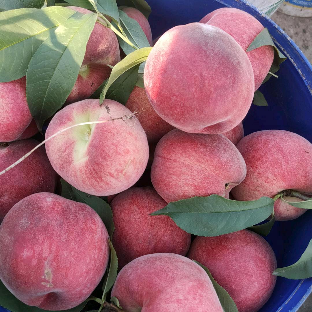 水果蔬菜基地批发  代办  代发