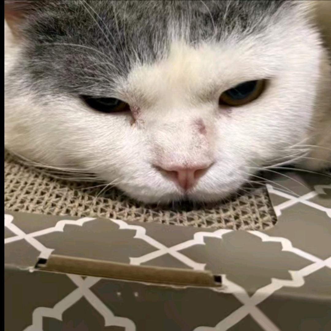 小猫🐱🐱(吃丹修仙)