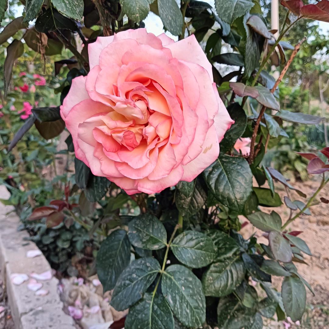 🌹过往云烟🌹