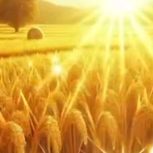 燕落梧桐爱相随🌴🌹