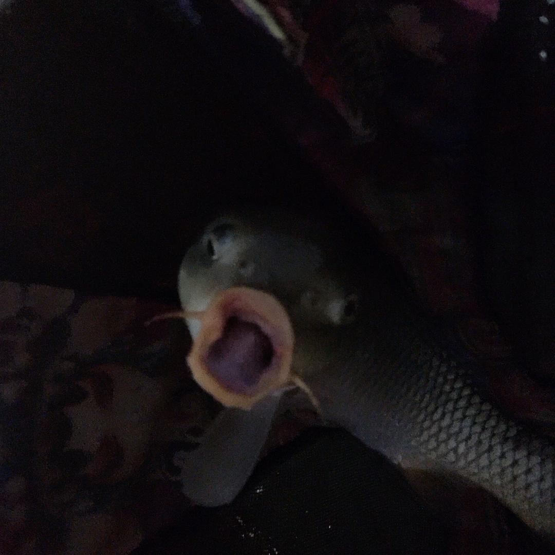 小马哥钓鱼日记