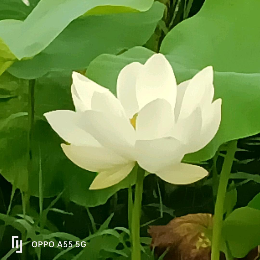 🌹王🌹事 🌹随🌹风🌹