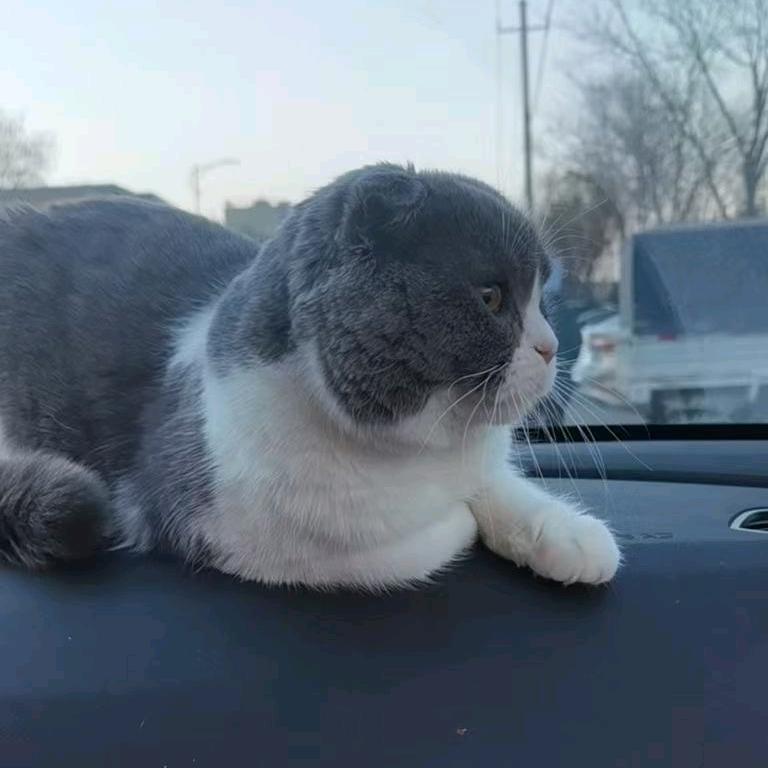 十一是只猫
