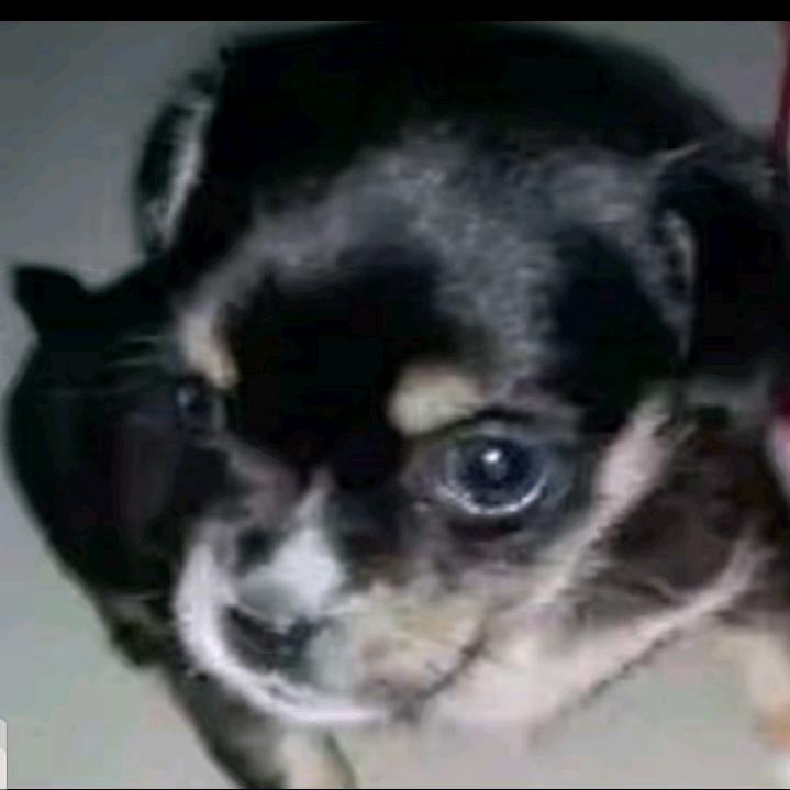 🐶🐶🐶小狗子