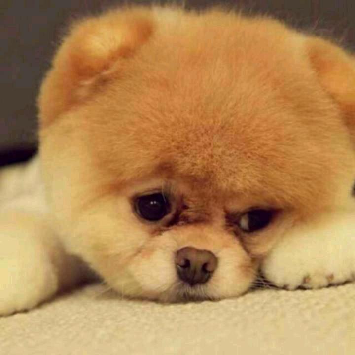 开直播赚苹果手机