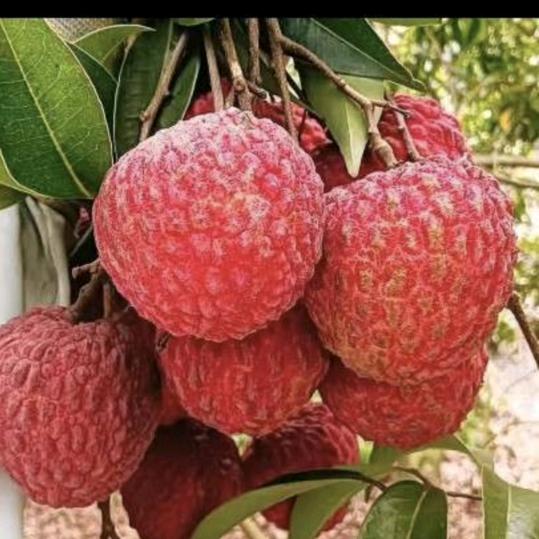 在海南种荔枝的大红帽