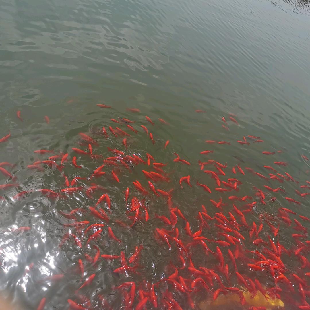 善缘