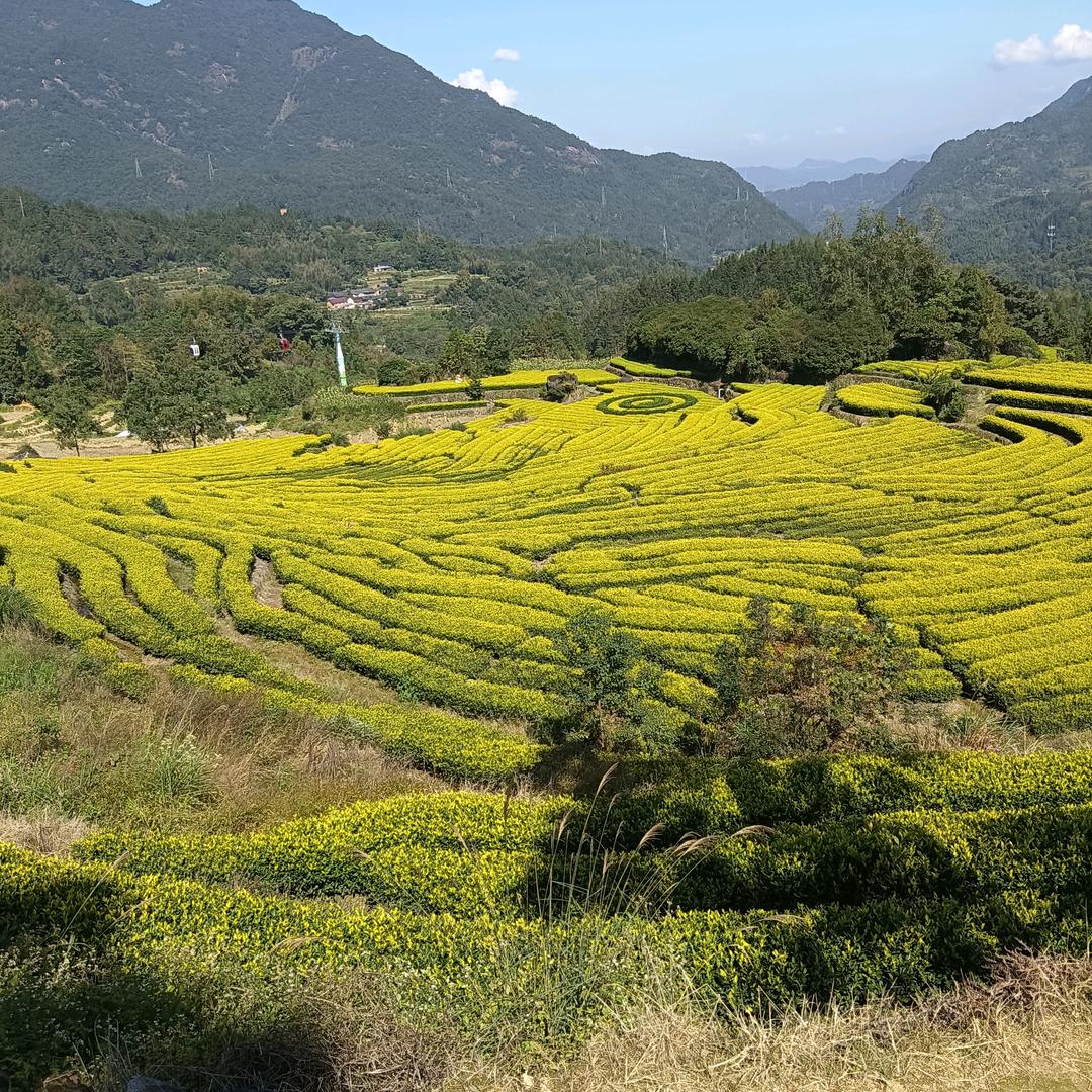 抖音不倒陪你到老