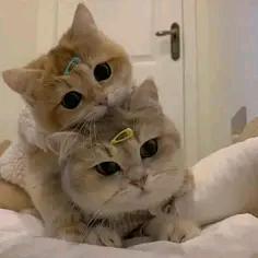 奥宠宠物玩具用品店