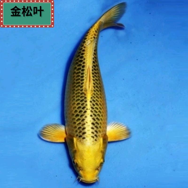 向后游的鱼🐟→→→→