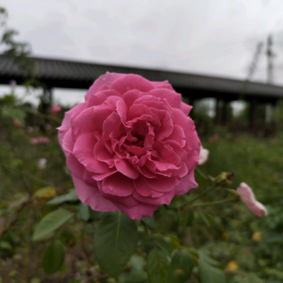 腾飞