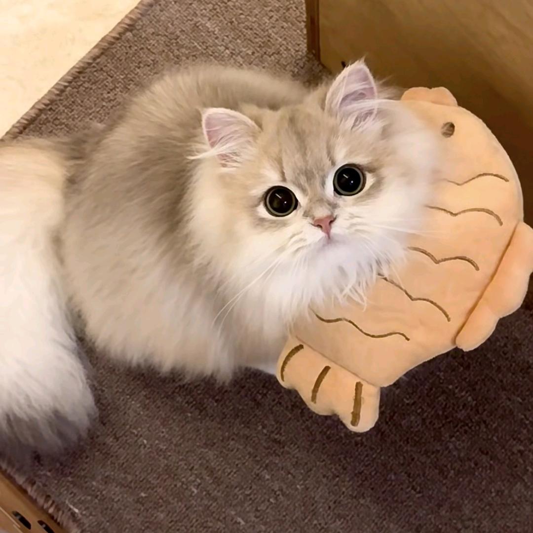 叁秋女装（努力版）