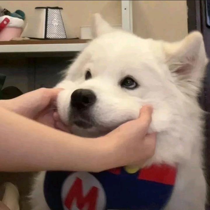 Y胡萝卜Z
