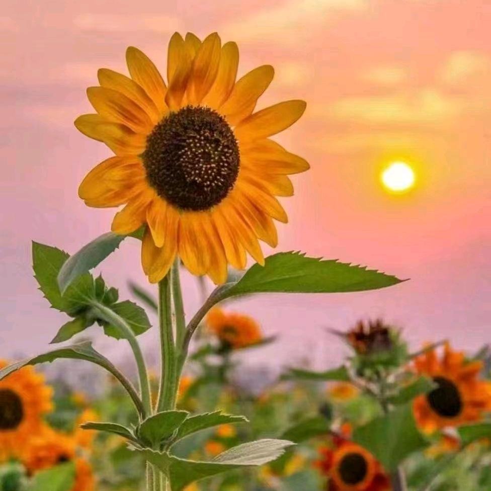 向日葵🌻🌻🌻🌻🌻🌻🌻🌻