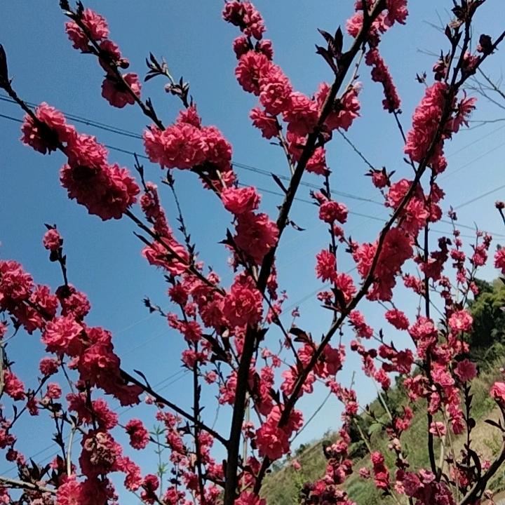 杨家幺妹6291429226f