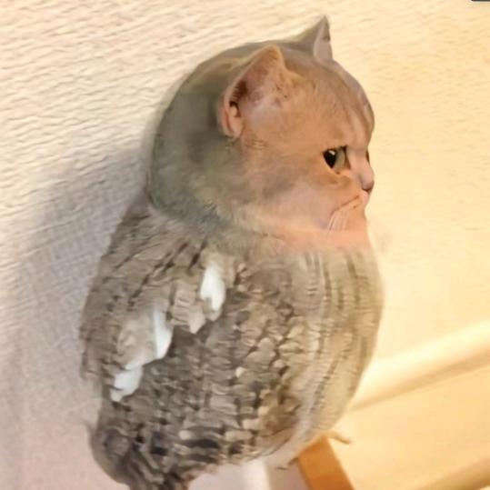 梅里猫