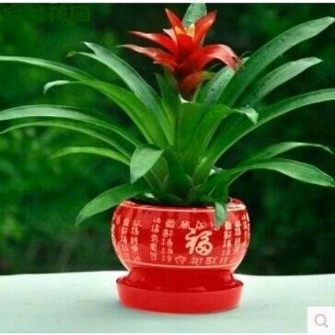 如此安好