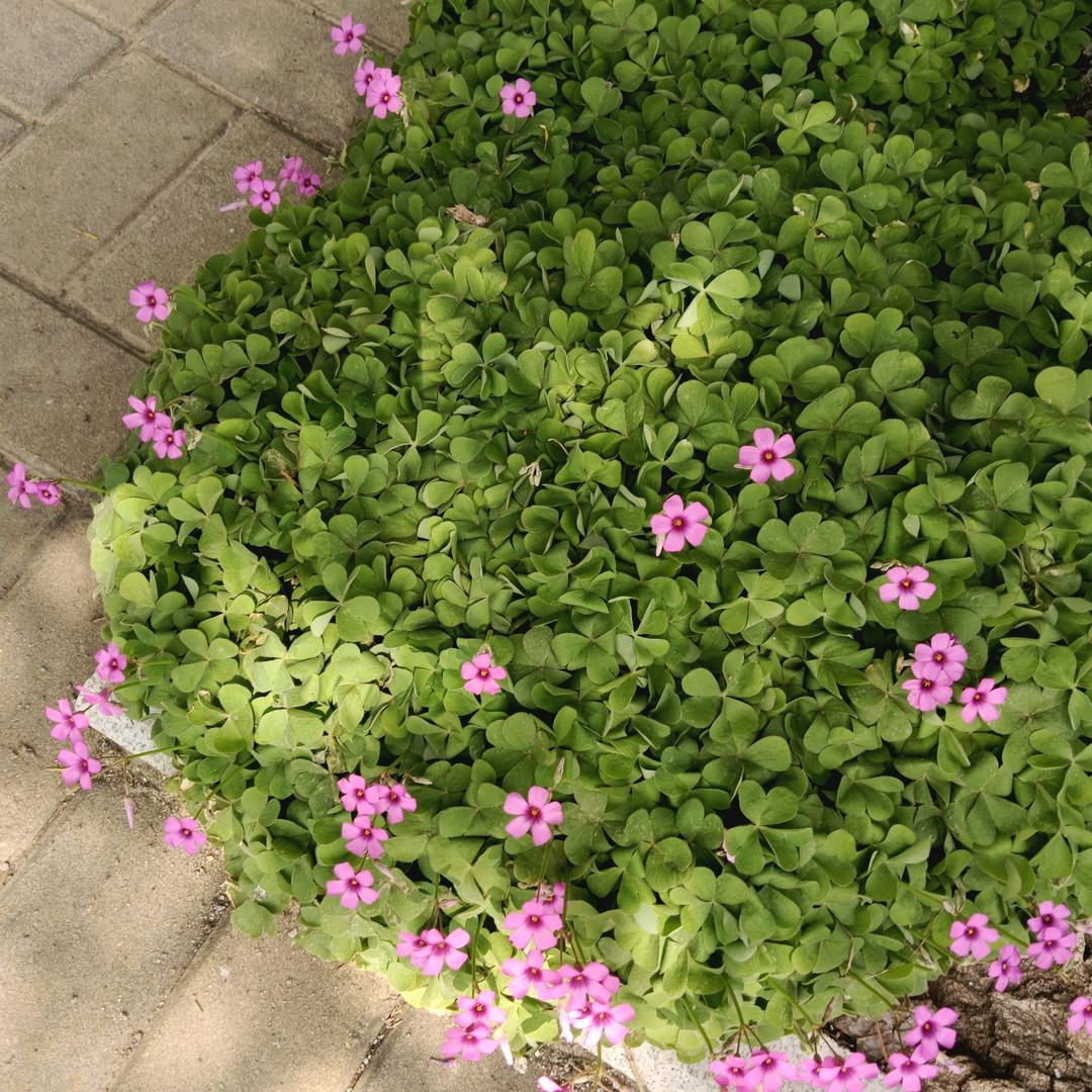 简单爱