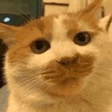 未来的rs7车主🙄