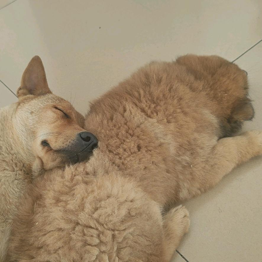 殚精竭虑终为父