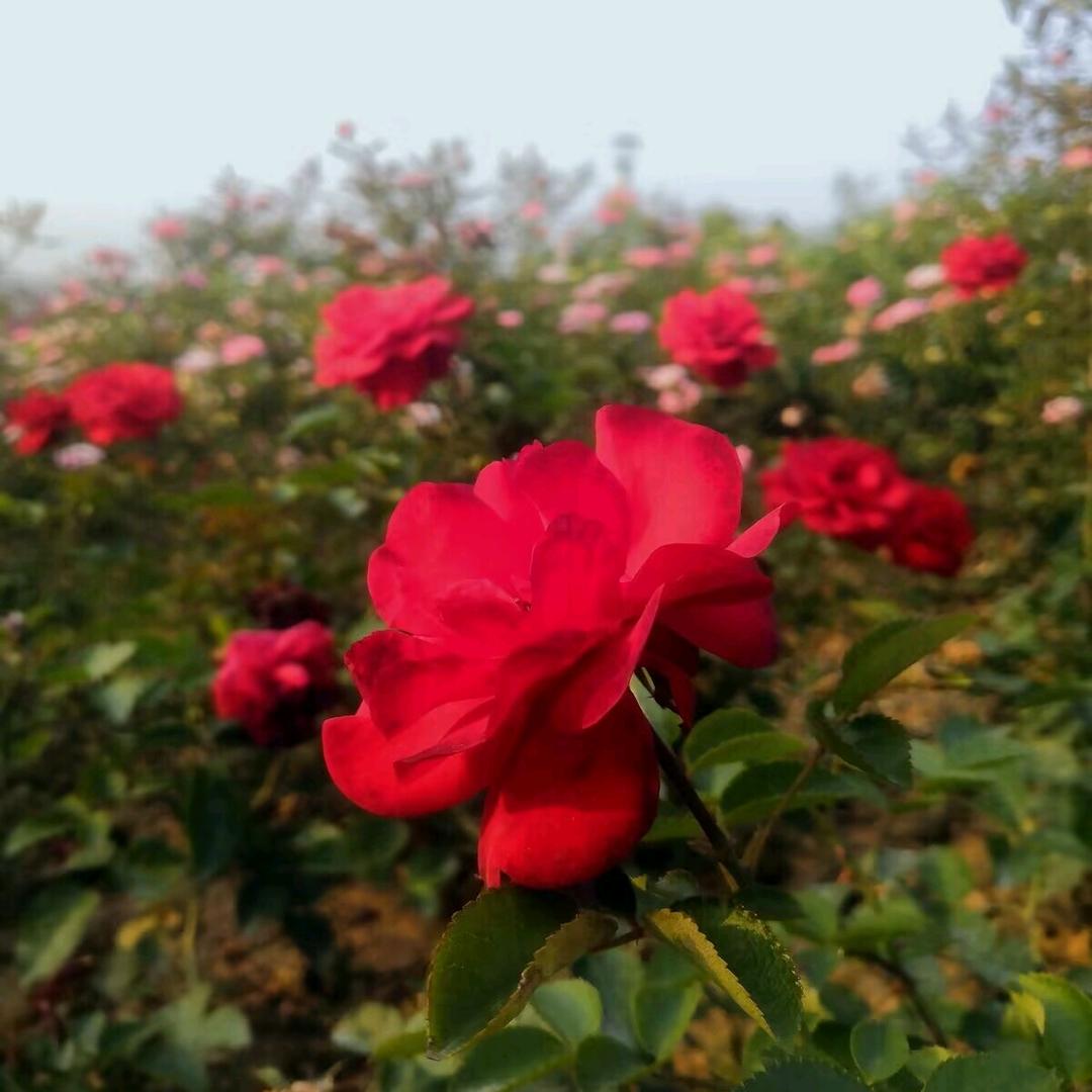夏大姐