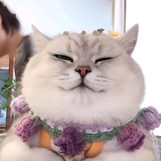 鲸喵