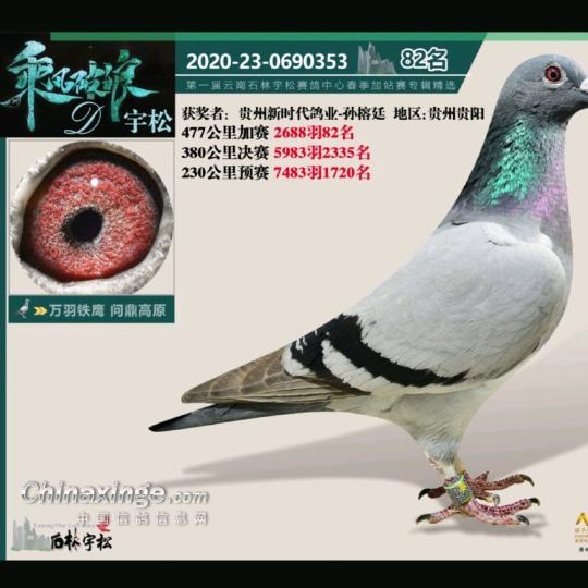 袁哥
