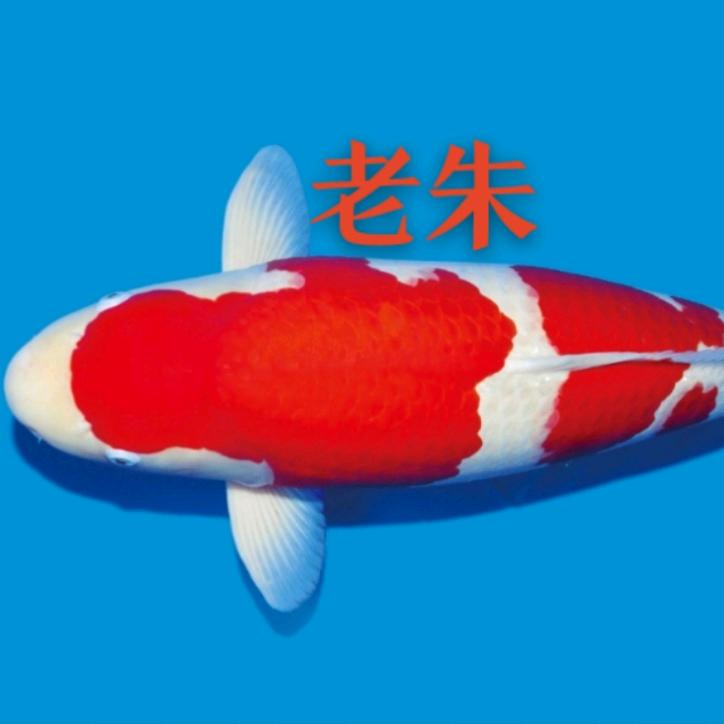 朱哥水族锦鲤(养鱼笔记)