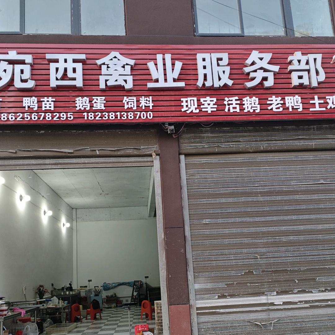 宛西鹅苗孵化