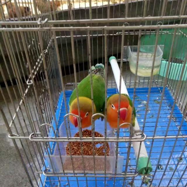 吴菇凉