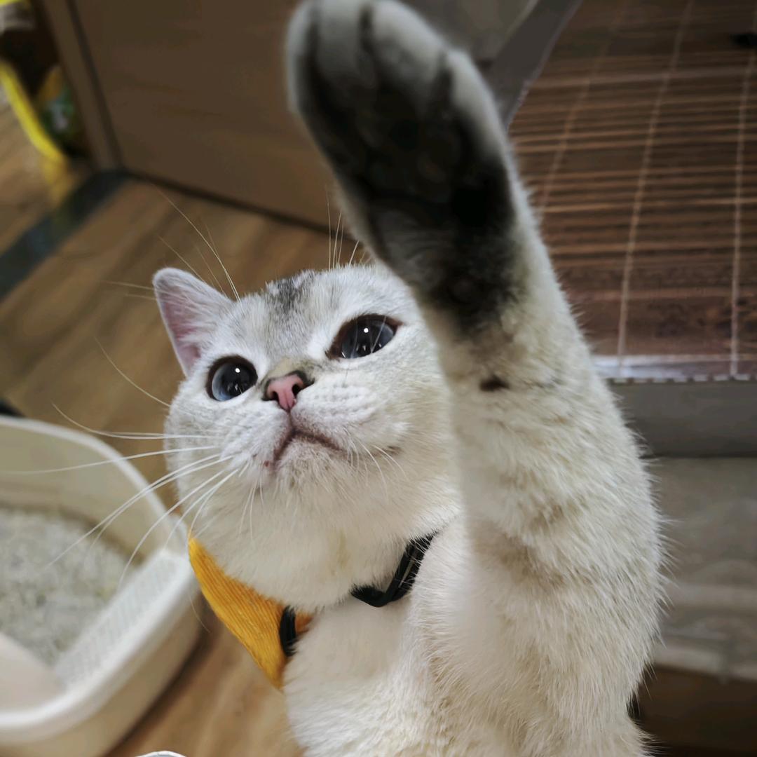 黑岩故事猫