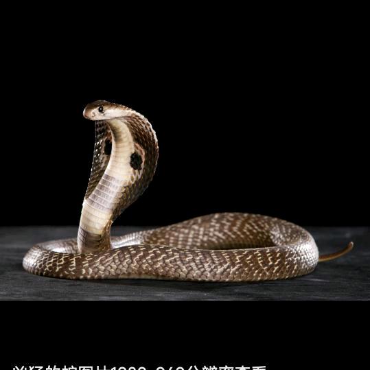 黑色的心