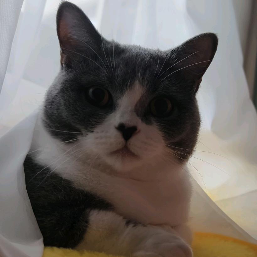 元宝宝儿(三角洲跑刀)