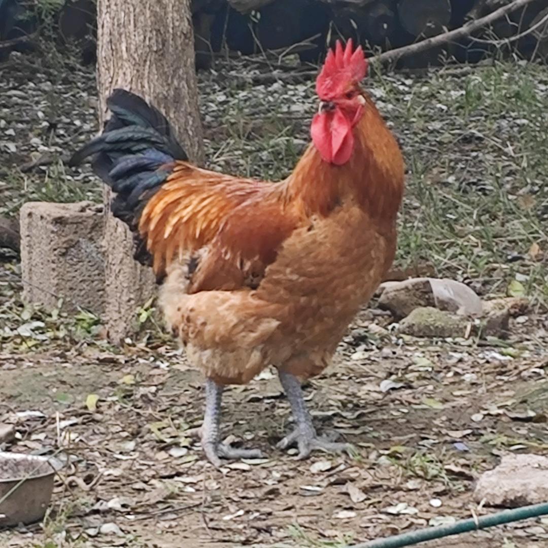 🐔公鸡🐔蛋鸡🐔情报官🐔