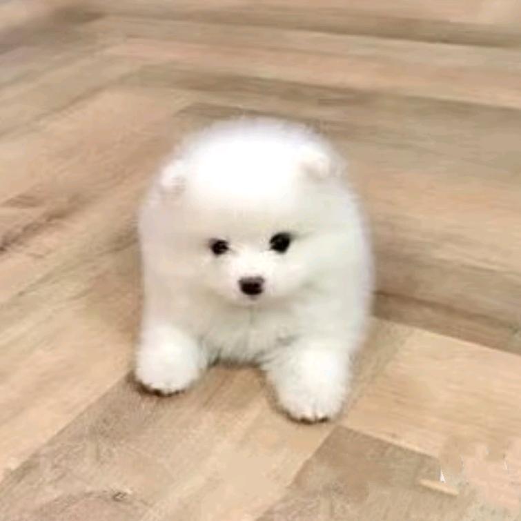 山山大王