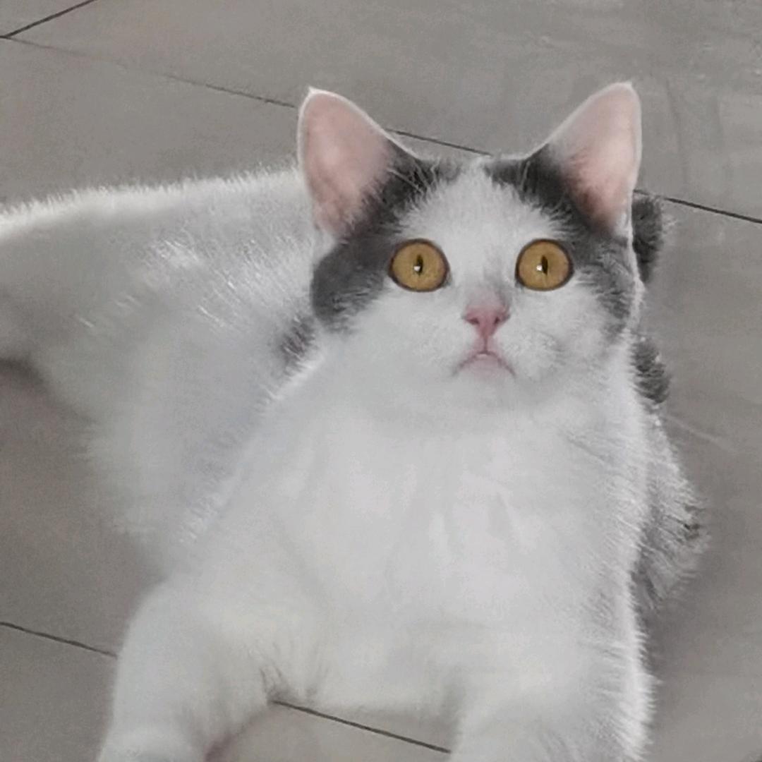 来福是猫不是🐶